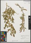 Foto von Salix triandra L.